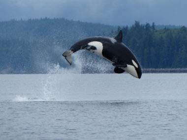 Whale Watching - Credit Destination BC & Garry Henkel